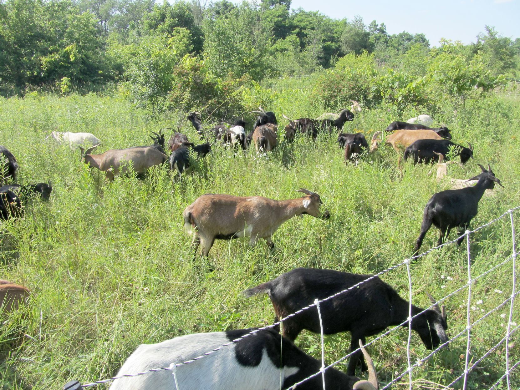 190708_GOATS03